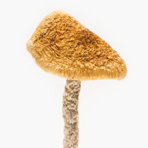 African Aphrodisiac For Sale Melbourne Australia