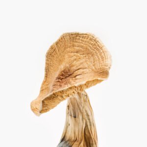 African Kobe Magic Mushrooms For Sale | buy mushrooms mushrooms from #1 Best Magic mushrooms store