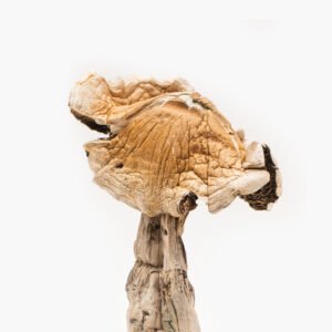 Buy Amazonian magic mushroom online Australia