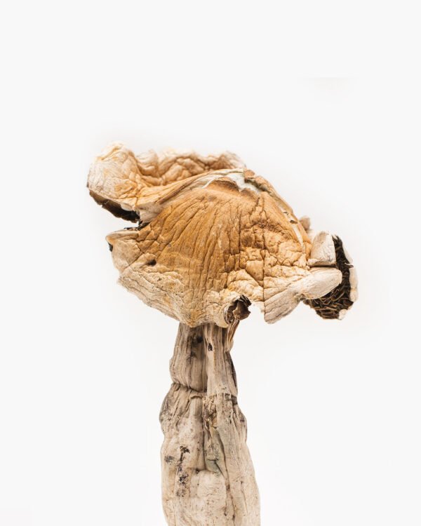 Buy Amazonian magic mushroom online Australia