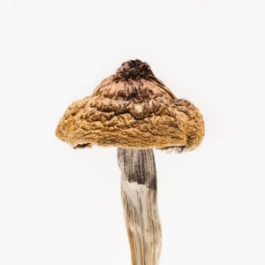 B+ magic mushroom for sale in Australia | buy mushrooms online Australia from #1 Best magic mushrooms store