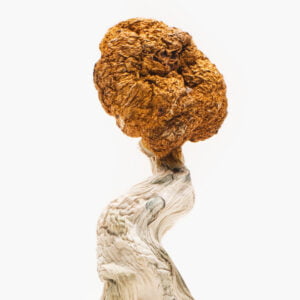 buy Blue Troops magic mushrooms online in Chatswood Australia