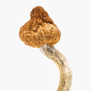 Cloud Walker Mushrooms for sale Australia