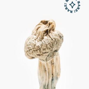 Buy jedi mind fuck mushrooms jedi mind fuck magic mushrooms for sale australia