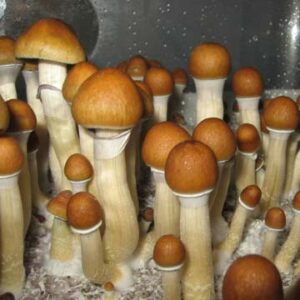 buy ecuador ecuadorian magic mushroom spores online in Australia is