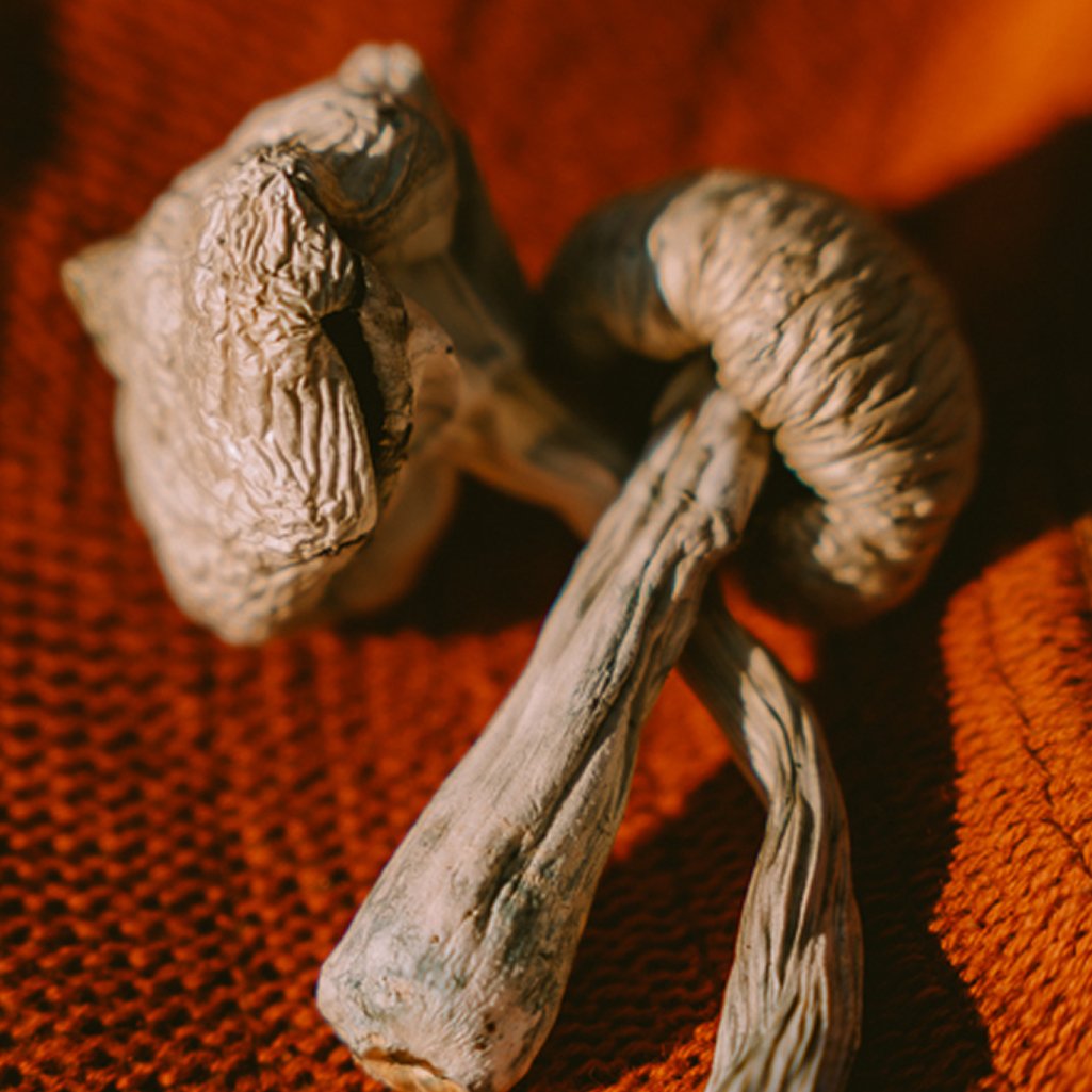 Buy Magic Mushrooms online Sydney magic mushrooms for sale in sydney Australia buy shrooms Australia #1 best magic mushrooms supplier In Australia