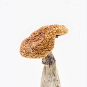 Golden Teacher mushrooms for sale Australia