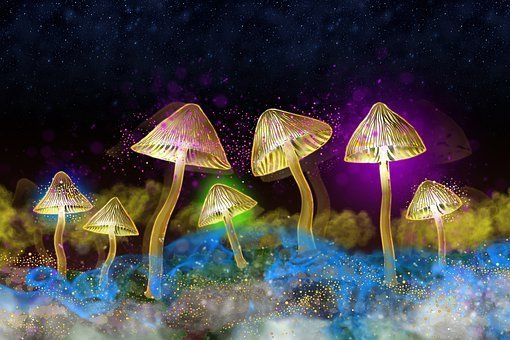 buy magic mushrooms online in australia