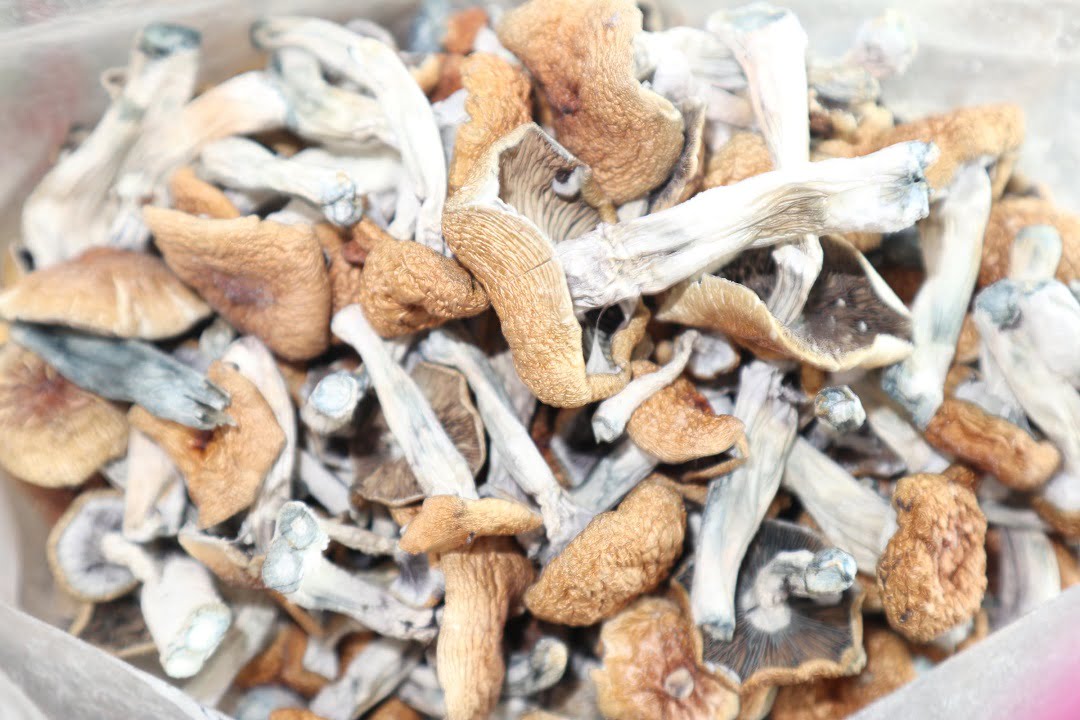 Buy magic mushrooms online in Tasmania Australia