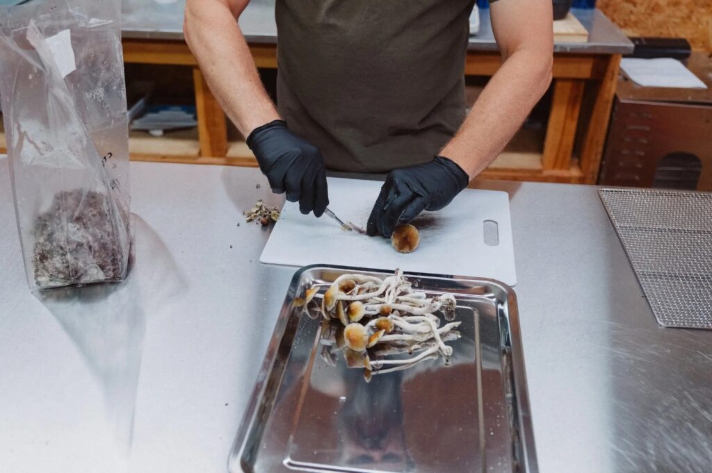 psilocybe mushrooms for sale near me