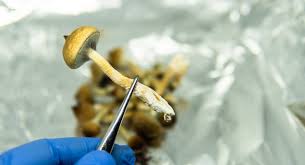 psilocybin spores australia