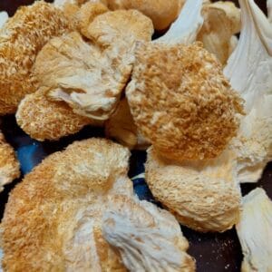 Buy Lion`s Mane Mushroom online in Australia