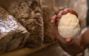 Buy Lion’s Mane Mushroom in Australia