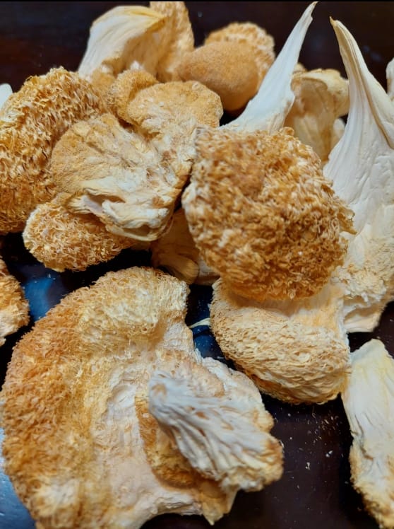 Buy Lion`s Mane Mushroom online in Australia