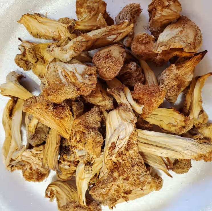 Get Lion`s Mane Mushrooms online in Brisbane Australia