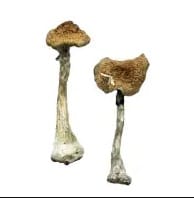 A+ Magic Mushrooms