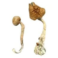 African Transkei Magic Mushrooms