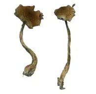 Alacabenzi Magic Mushrooms