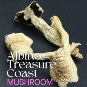 buy Albino Treasure Coast Magic Mushrooms online Australia