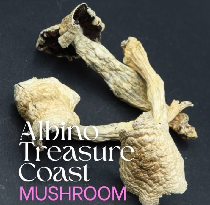 buy Albino Treasure Coast Magic Mushrooms online Australia