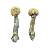 Albino Treasure Coast Magic Mushrooms