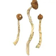 Arenal Volcano Magic Mushrooms