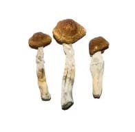Brazilian Magic Mushrooms
