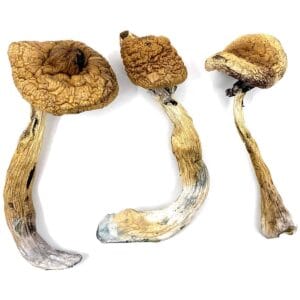 Golden Teacher Magic Mushrooms