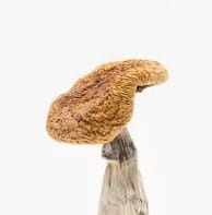 Golden Teacher Mushroom