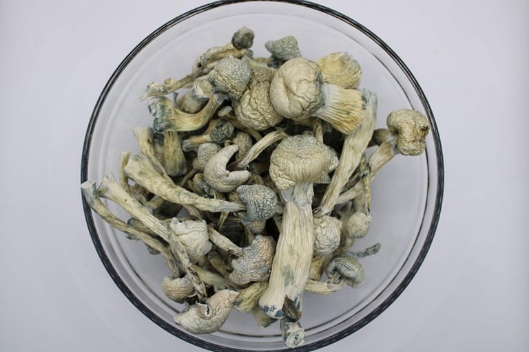 Order Albino Treasure Coast Magic Mushrooms online Australia