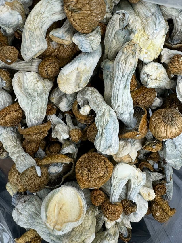 Blue Meanies Magic Mushrooms